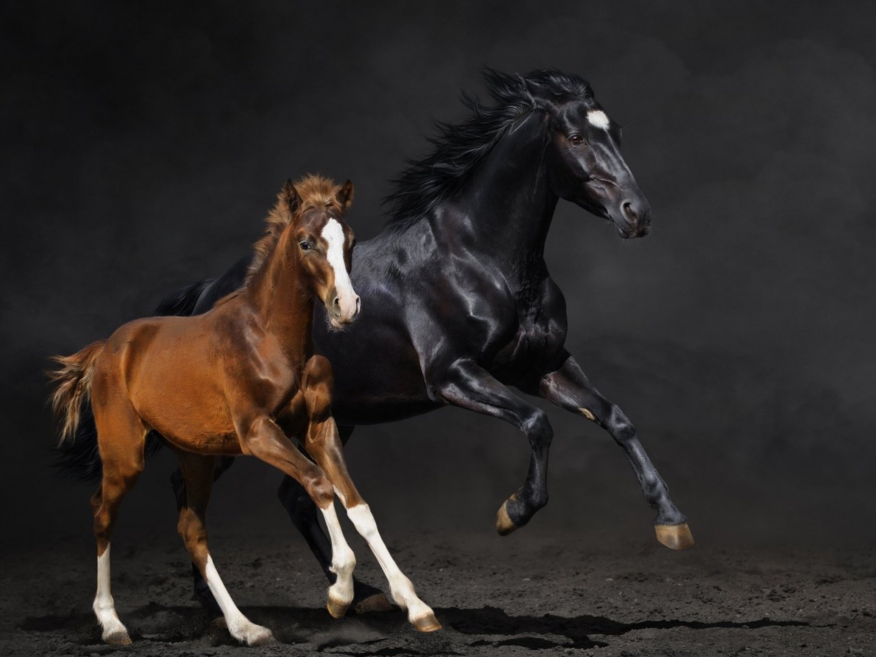 Обои лошадь, фон, лошади, кони, пыль, бег, жеребенок, horse, background, horses, dust, running, foal разрешение 3840x2160 Загрузить