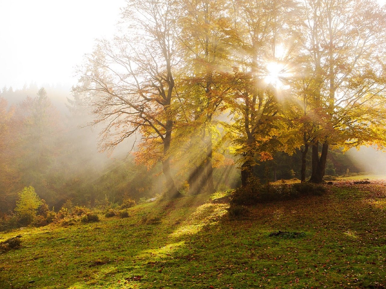 Обои деревья, туман, лучи солнца, осень, дымка, карпаты, vitaly ra, trees, fog, the rays of the sun, autumn, haze, carpathians разрешение 1920x1280 Загрузить