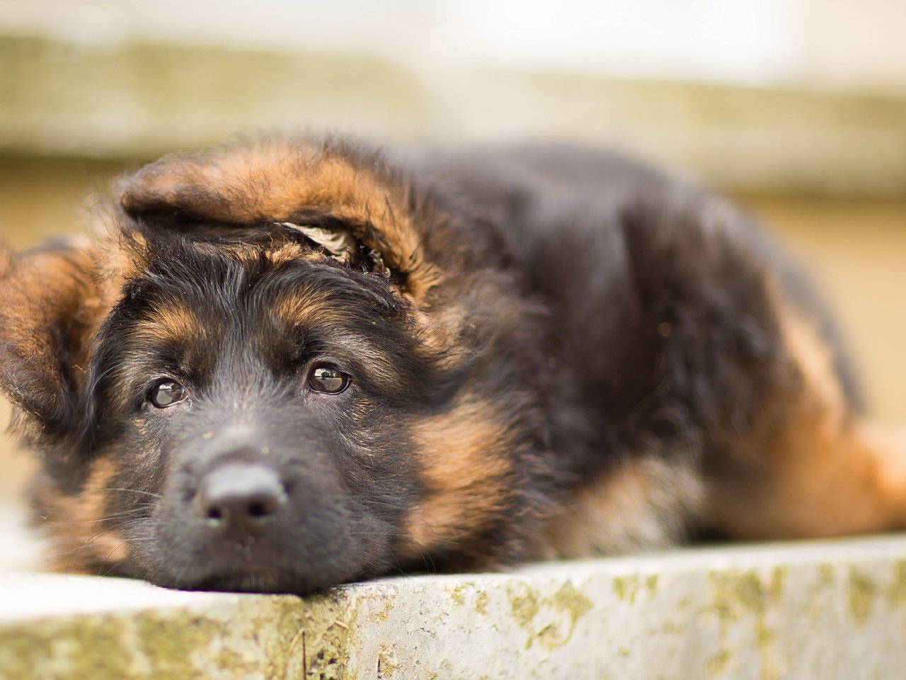 Обои собака, щенок, немецкая овчарка, овчарка, dog, puppy, german shepherd, shepherd разрешение 1920x1200 Загрузить