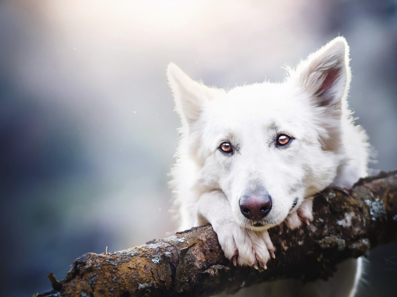 Обои глаза, взгляд, собака, овчарка, белая швейцарская овчарка, eyes, look, dog, shepherd, the white swiss shepherd dog разрешение 1920x1200 Загрузить