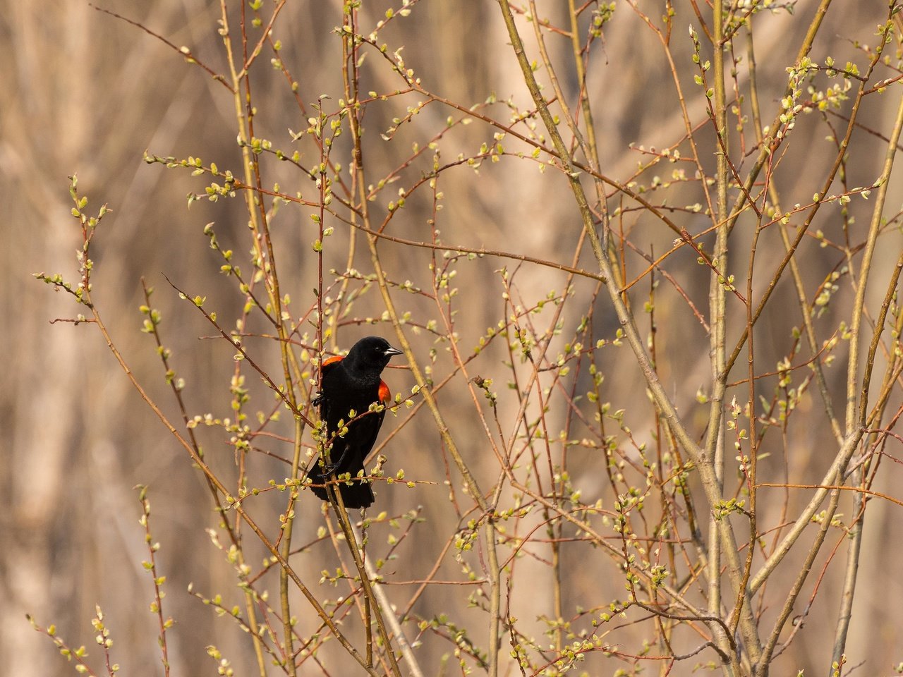 Обои природа, ветки, птица, трупиал, красноплечий чёрный трупиал, nature, branches, bird, trupial разрешение 2048x1345 Загрузить