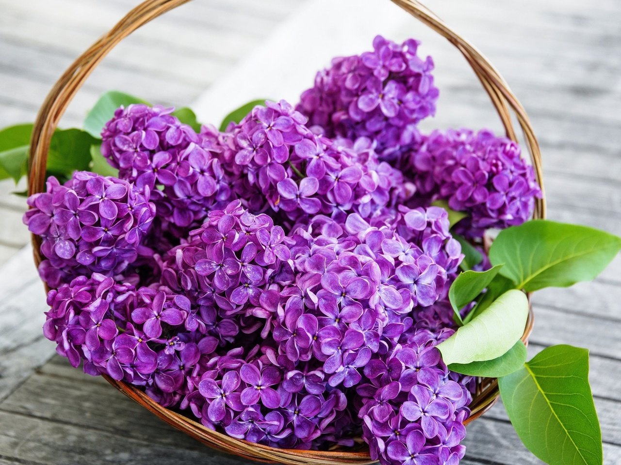 Обои цветы, весна, сирень, корзинка, flowers, spring, lilac, basket разрешение 2560x1600 Загрузить