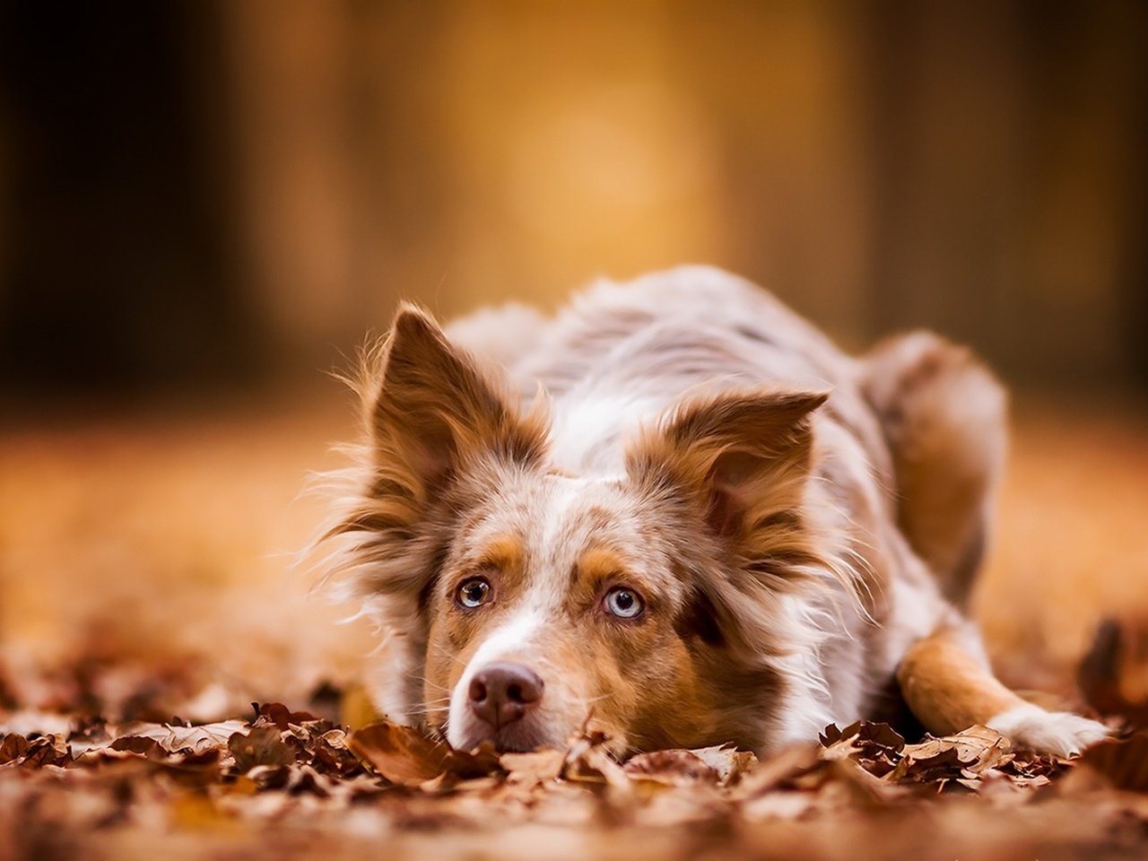 Обои листва, осень, собака, лежит, рыжая, австралийская овчарка, foliage, autumn, dog, lies, red, australian shepherd разрешение 3840x2160 Загрузить