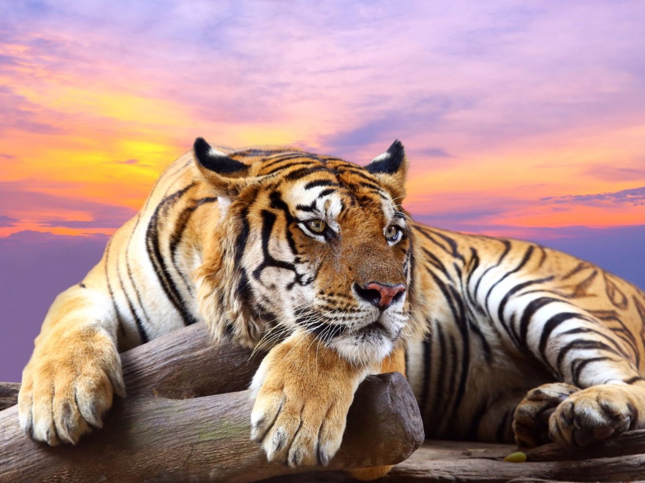 Обои тигр, закат, лапы, хищник, большая кошка, отдых, tiger, sunset, paws, predator, big cat, stay разрешение 3840x2160 Загрузить