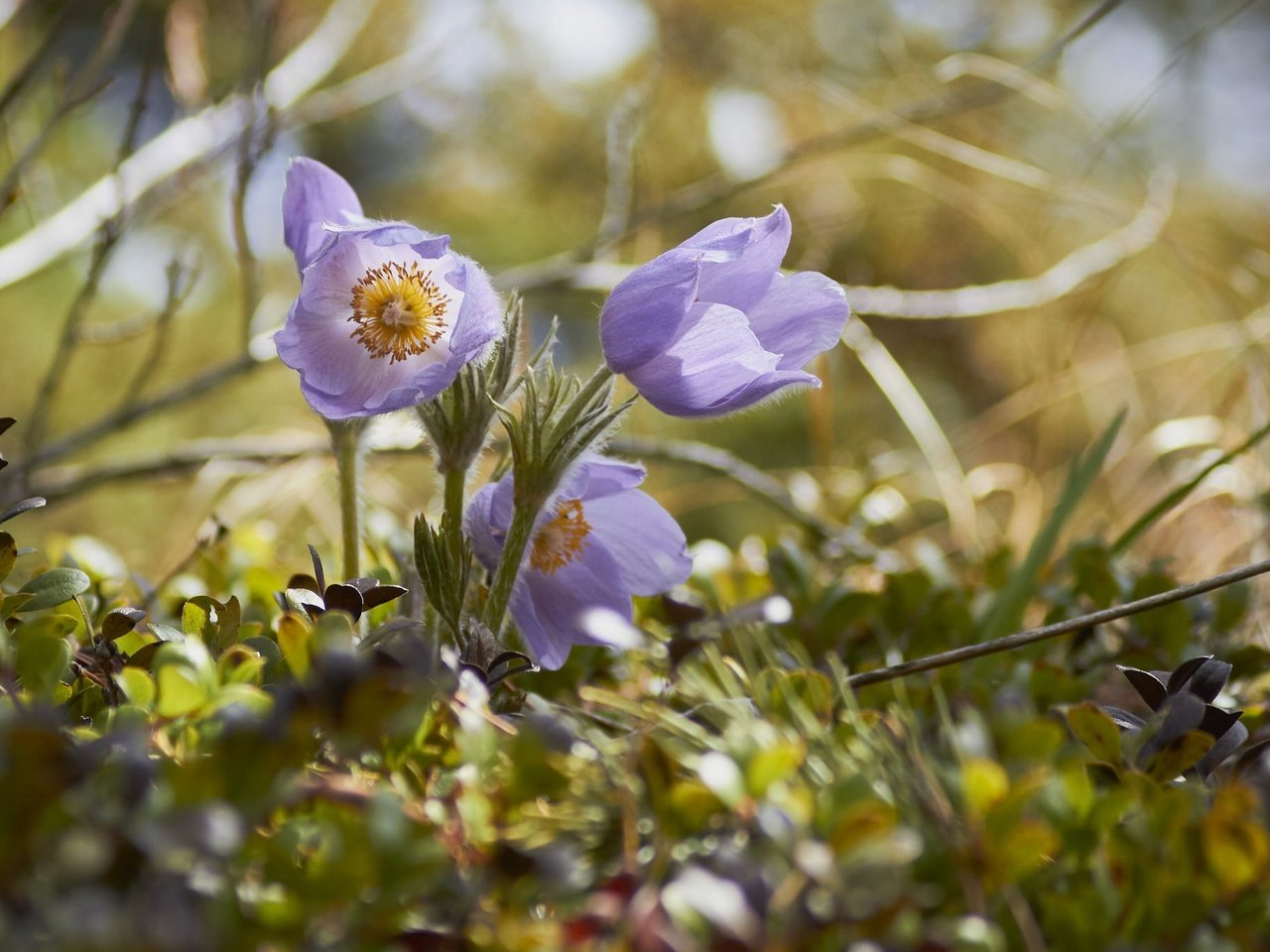 Обои трава, весна, анемон, сон-трава, прострел, grass, spring, anemone, sleep-grass, cross разрешение 2048x1365 Загрузить