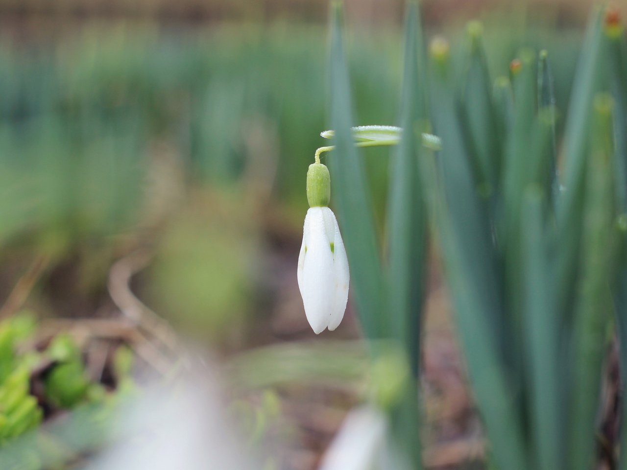 Обои трава, природа, макро, фон, весна, подснежники, первоцвет, боке, grass, nature, macro, background, spring, snowdrops, primrose, bokeh разрешение 4000x2250 Загрузить