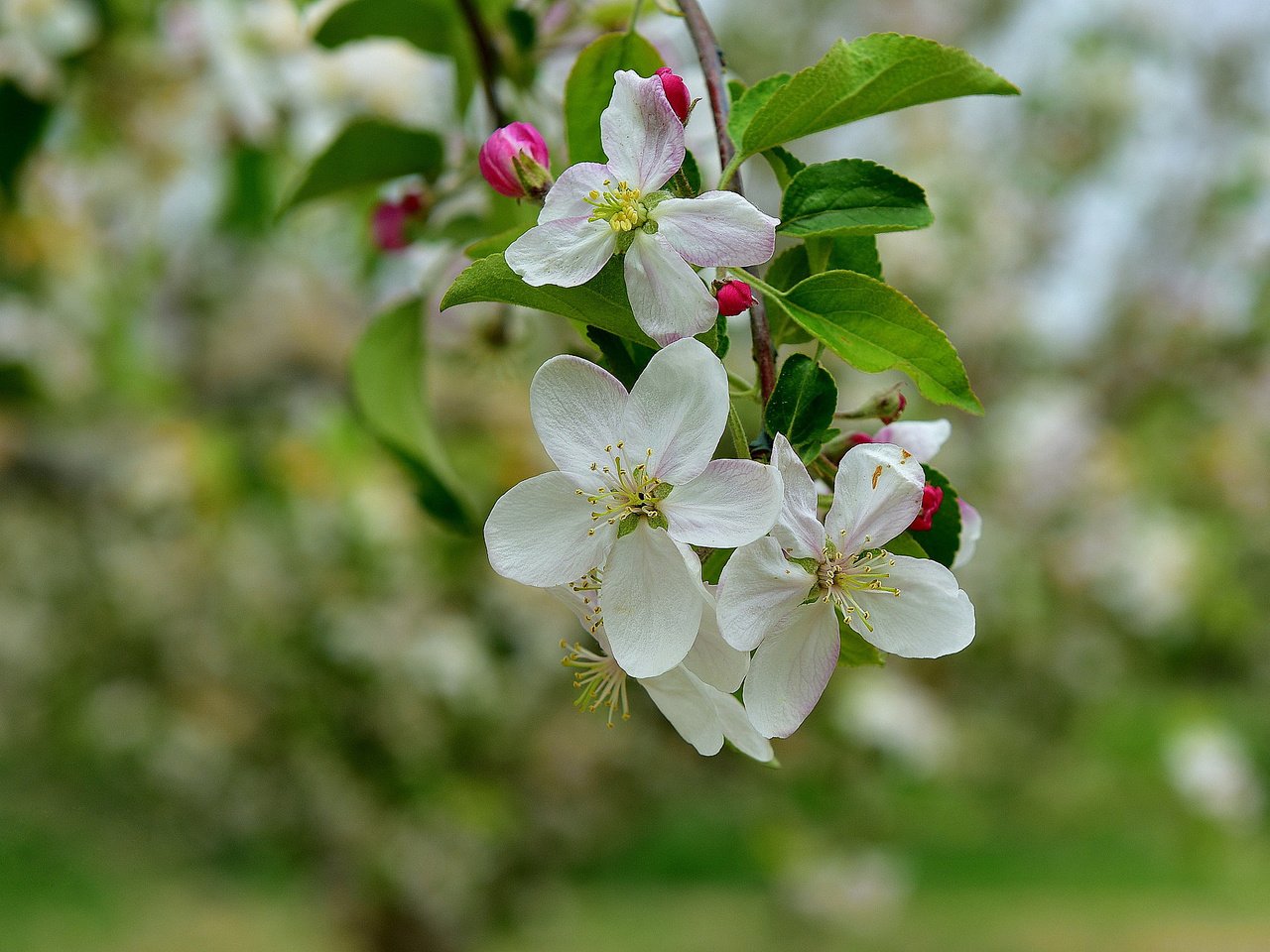 Обои ветка, дерево, цветение, весна, яблоня, branch, tree, flowering, spring, apple разрешение 2048x1372 Загрузить