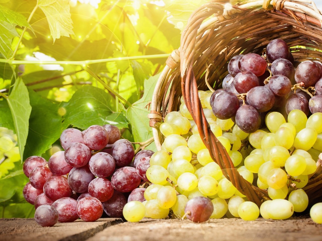 Обои виноград, лето, корзина, grapes, summer, basket разрешение 2560x1440 Загрузить