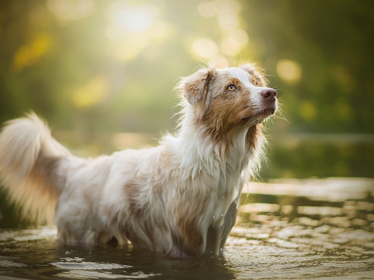 Обои вода, собака, блики, боке, ellie, water, dog, glare, bokeh разрешение 2048x1297 Загрузить