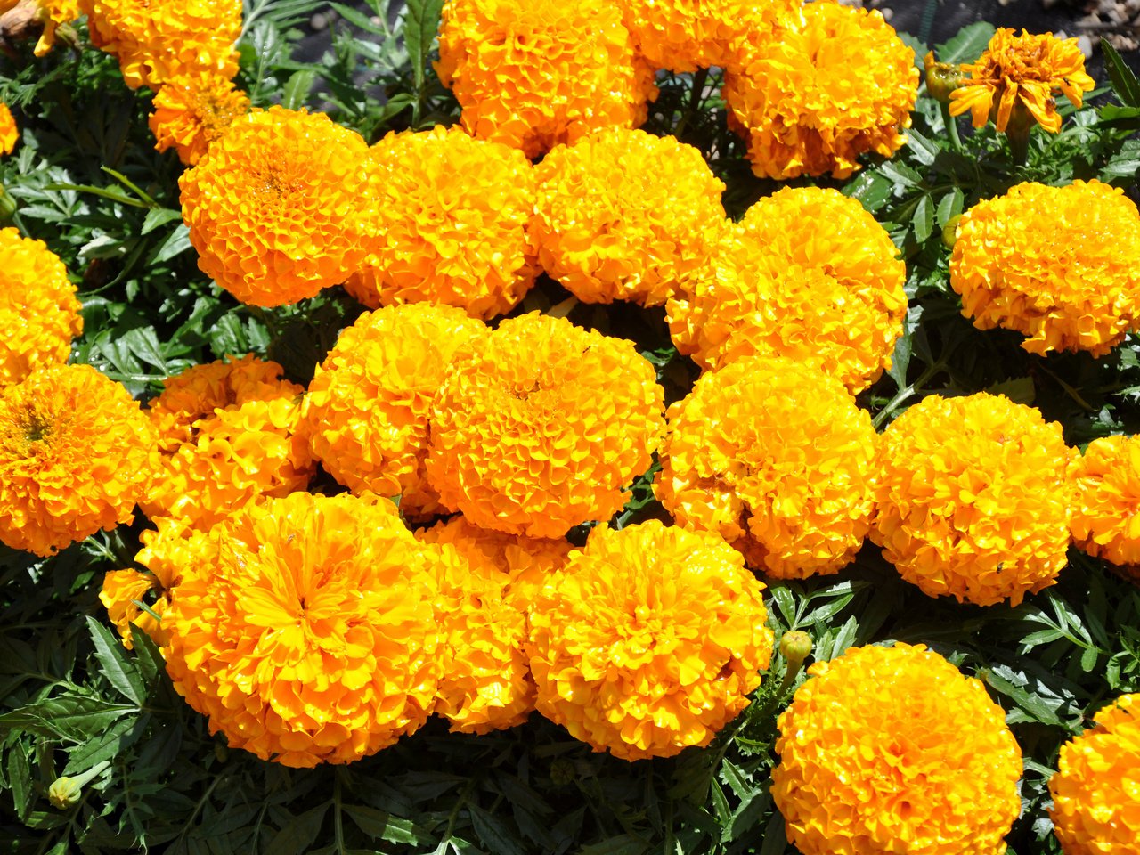 Обои цветы, желтые, бархатцы, flowers, yellow, marigolds разрешение 3500x2325 Загрузить