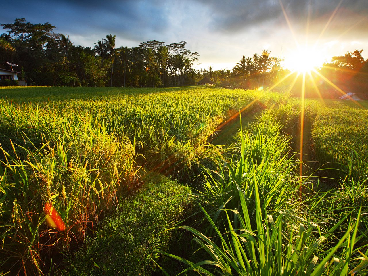 Обои трава, солнце, природа, пейзаж, поле, лето, grass, the sun, nature, landscape, field, summer разрешение 2560x1600 Загрузить