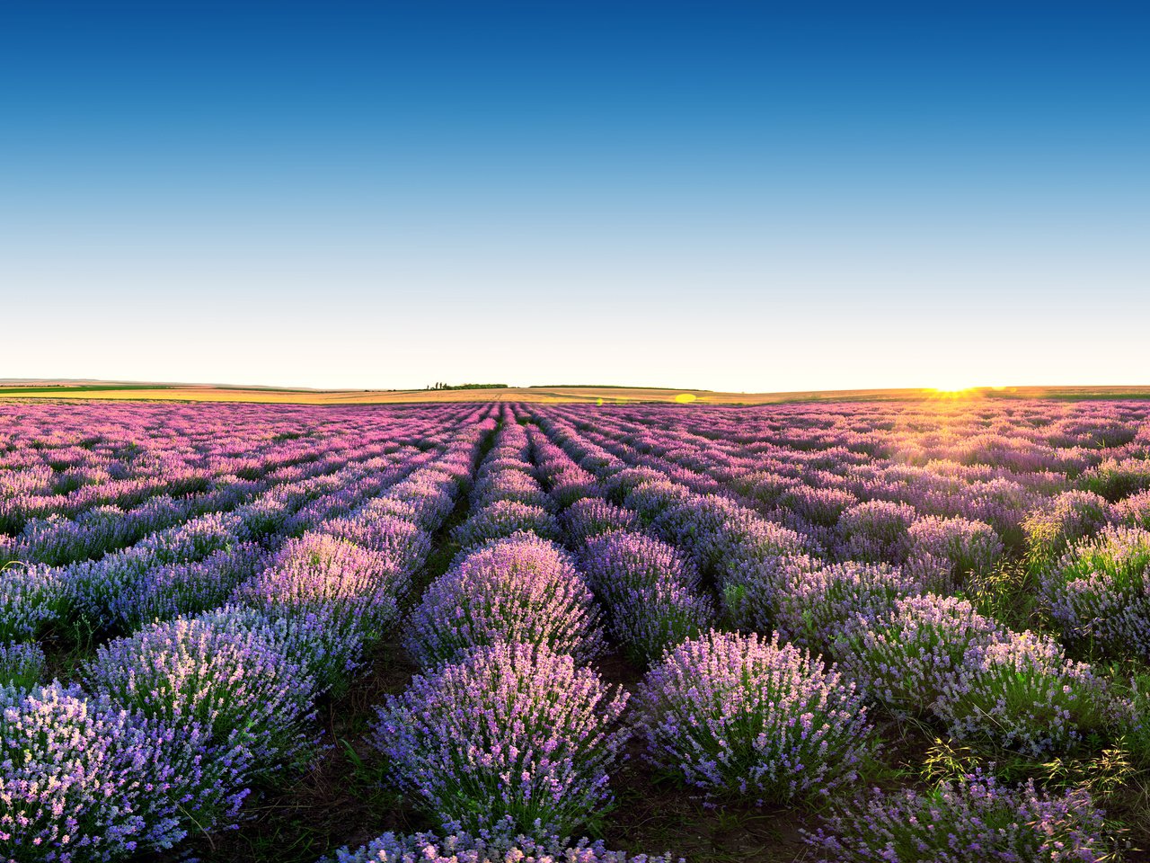 Обои небо, цветы, пейзаж, поле, лаванда, горизонт, the sky, flowers, landscape, field, lavender, horizon разрешение 3840x2400 Загрузить