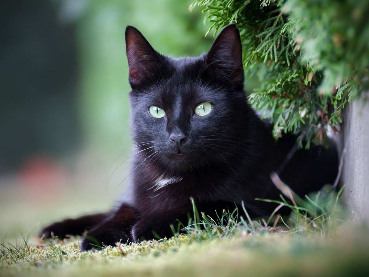 Обои глаза, фон, кот, усы, кошка, взгляд, черный, eyes, background, cat, mustache, look, black разрешение 1920x1200 Загрузить