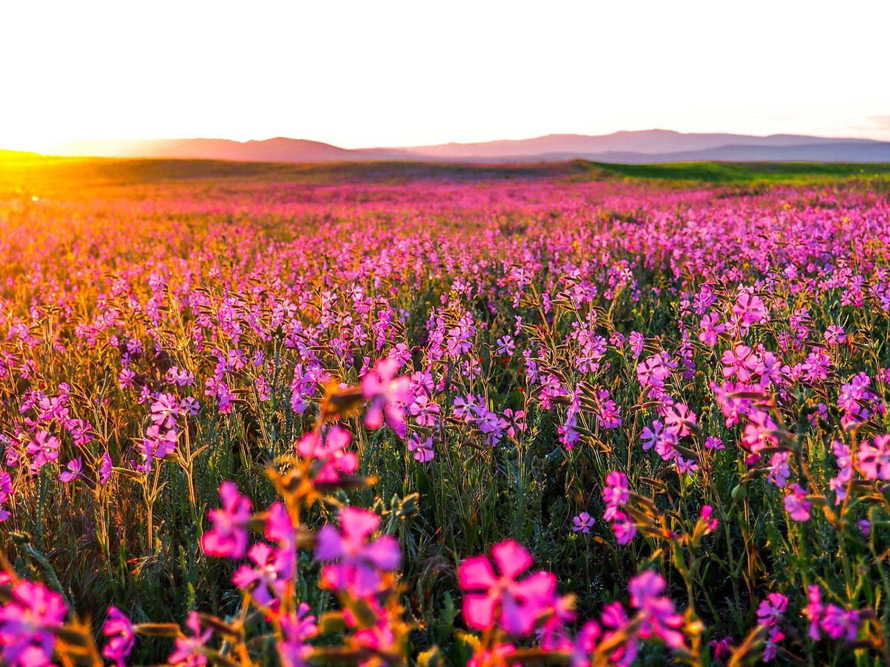 Обои цветы, природа, утро, поле, горизонт, рассвет, flowers, nature, morning, field, horizon, dawn разрешение 1920x1080 Загрузить