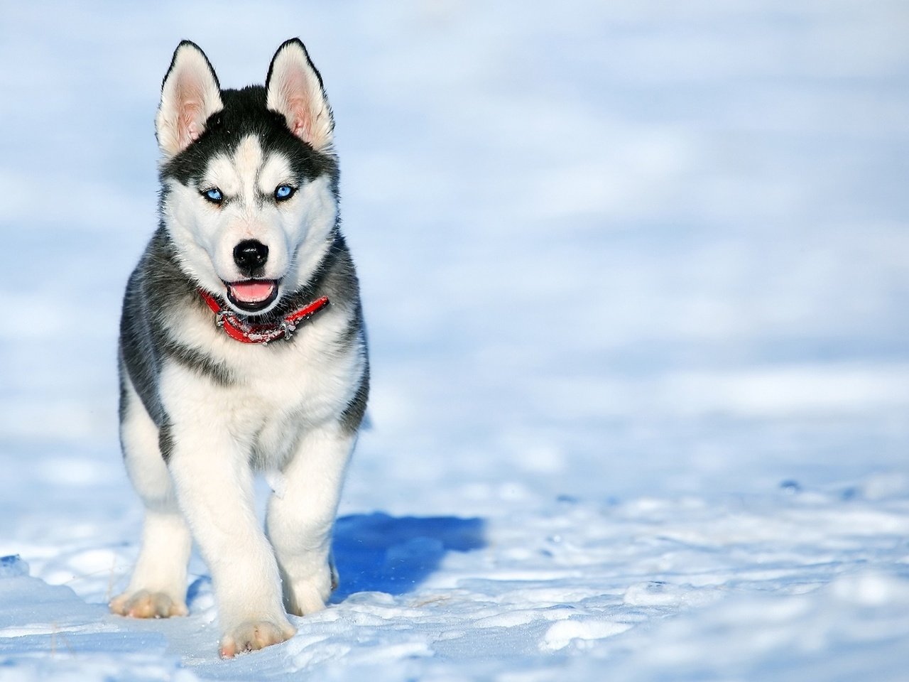 Обои снег, зима, мордочка, взгляд, собака, щенок, хаски, snow, winter, muzzle, look, dog, puppy, husky разрешение 1920x1200 Загрузить