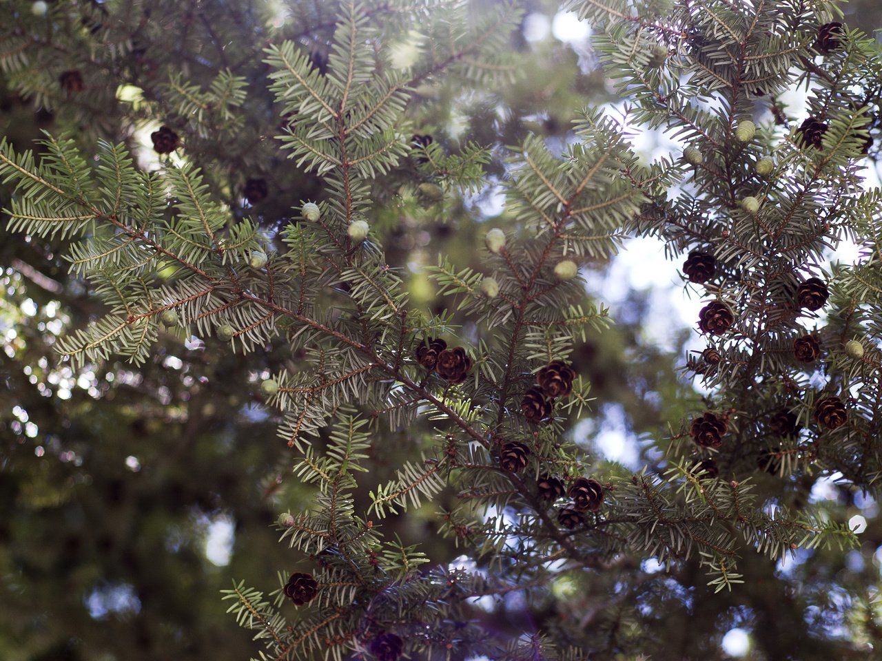 Обои дерево, хвоя, макро, ветки, ель, шишки, tree, needles, macro, branches, spruce, bumps разрешение 2880x1800 Загрузить