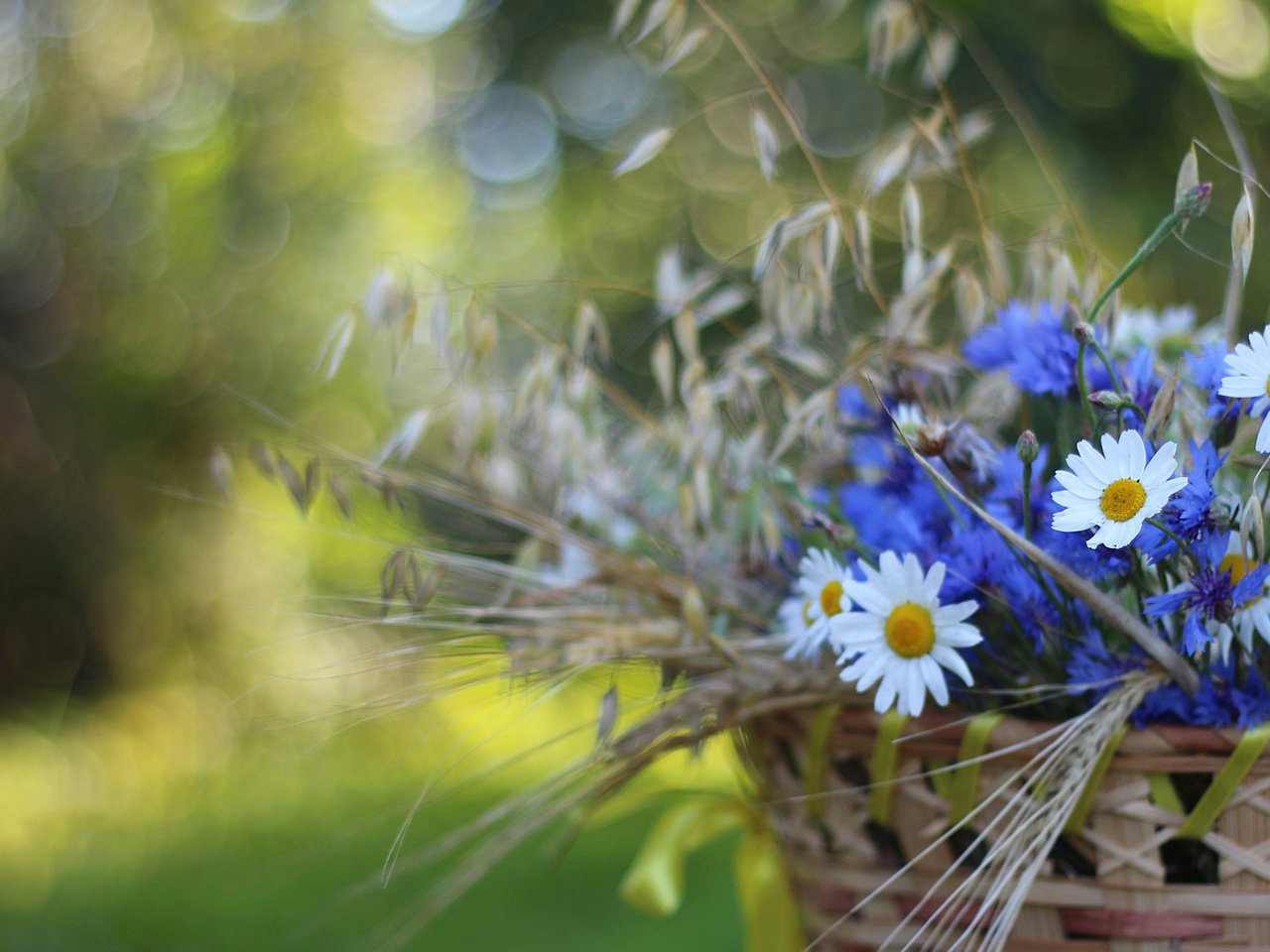 Обои цветы, колоски, ромашки, корзина, васильки, flowers, spikelets, chamomile, basket, cornflowers разрешение 1920x1200 Загрузить