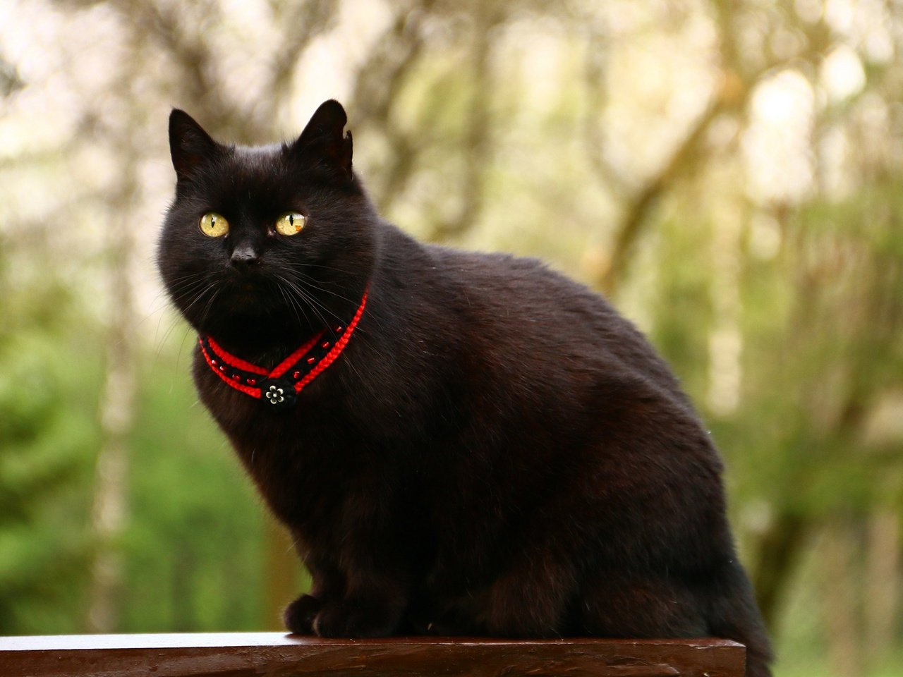 Обои глаза, фон, кот, усы, кошка, взгляд, кот.черный, eyes, background, cat, mustache, look, cat.black разрешение 1920x1200 Загрузить