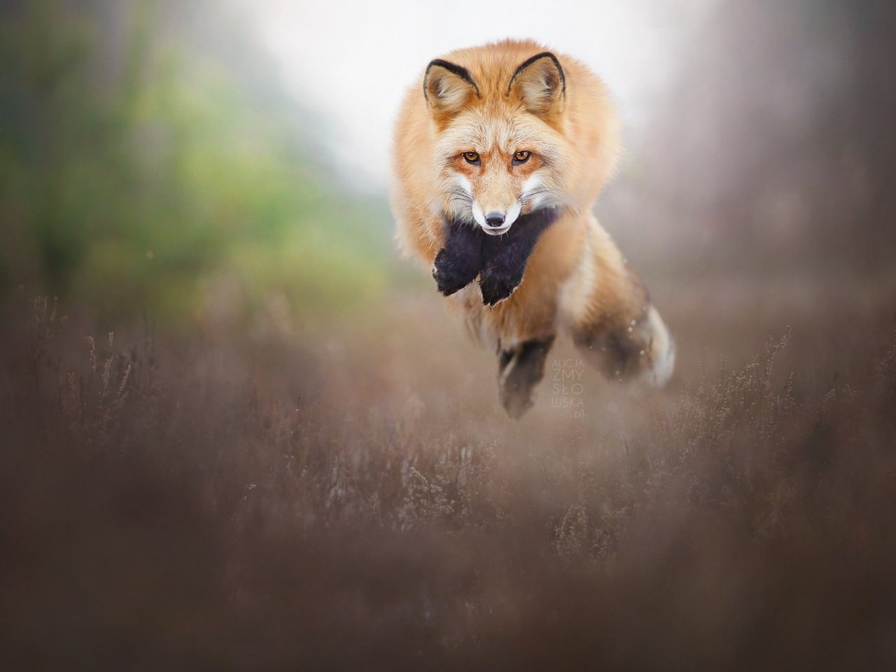 Обои природа, прыжок, лиса, лисица, животное, nature, jump, fox, animal разрешение 1920x1200 Загрузить