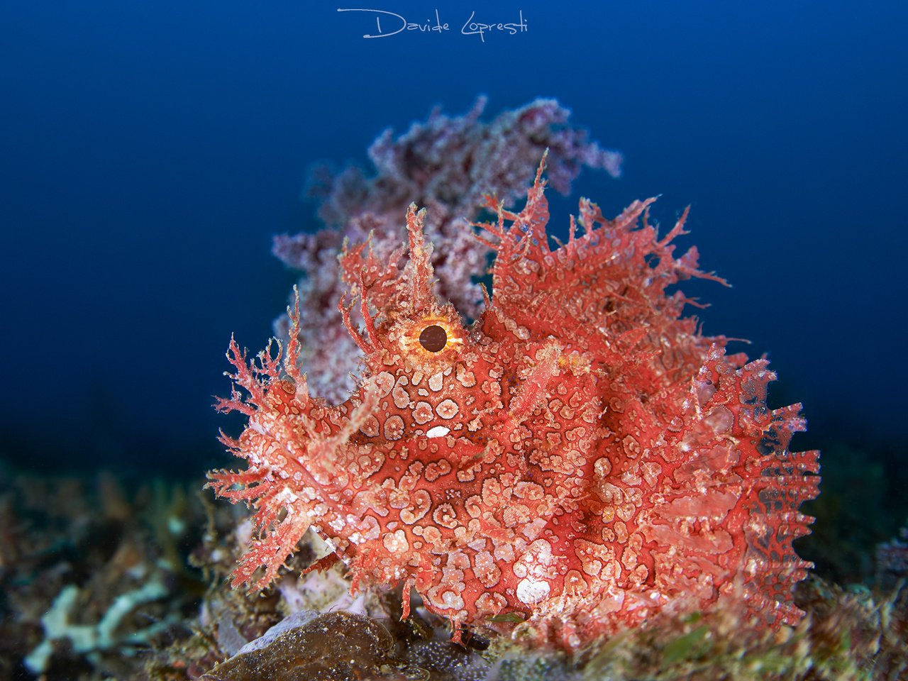 Обои океан, подводный мир, ambon scorpion fish, the ocean, underwater world разрешение 2000x1333 Загрузить