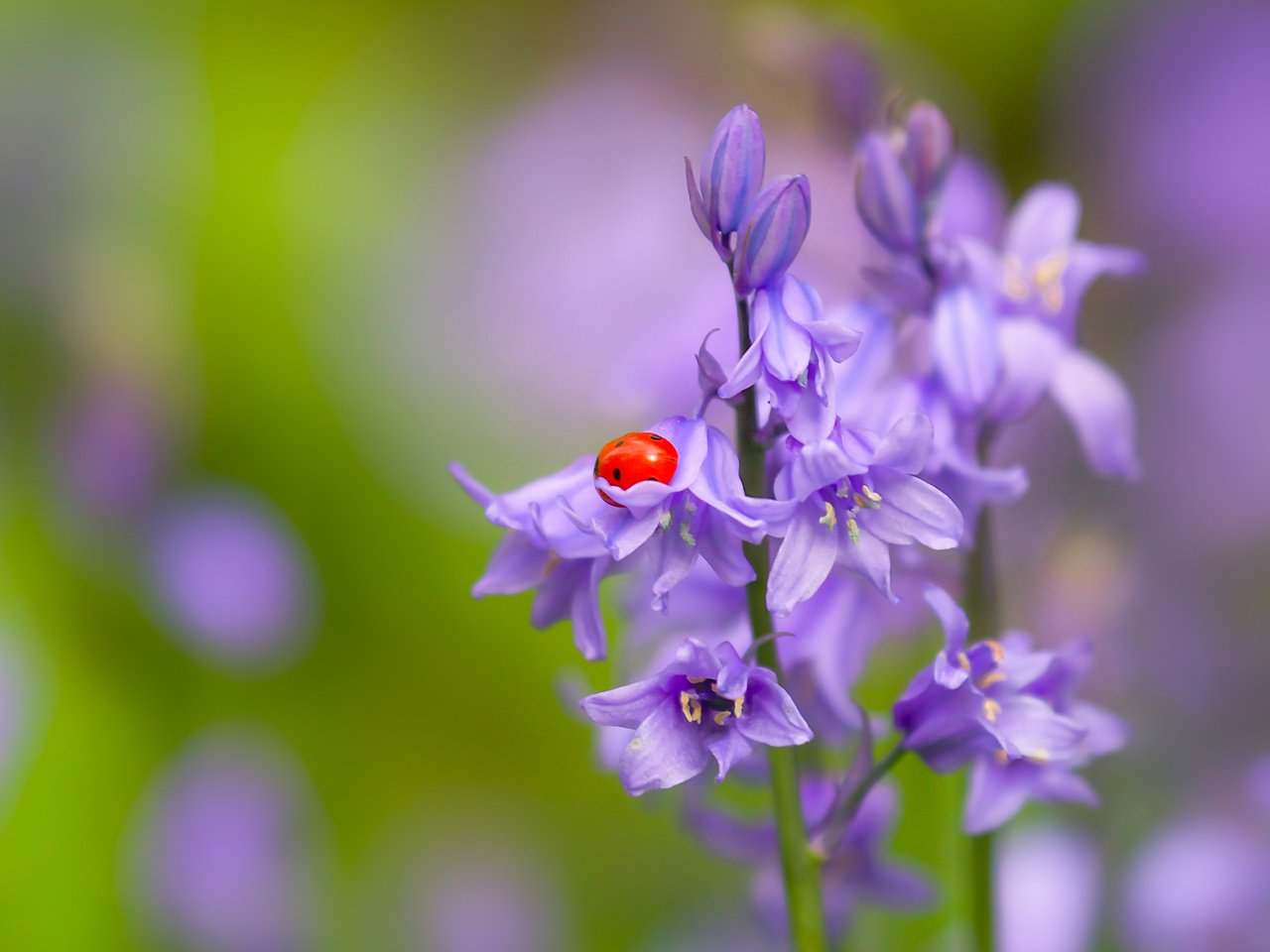 Обои цветы, природа, макро, насекомое, божья коровка, колокольчики, боке, flowers, nature, macro, insect, ladybug, bells, bokeh разрешение 2400x1623 Загрузить