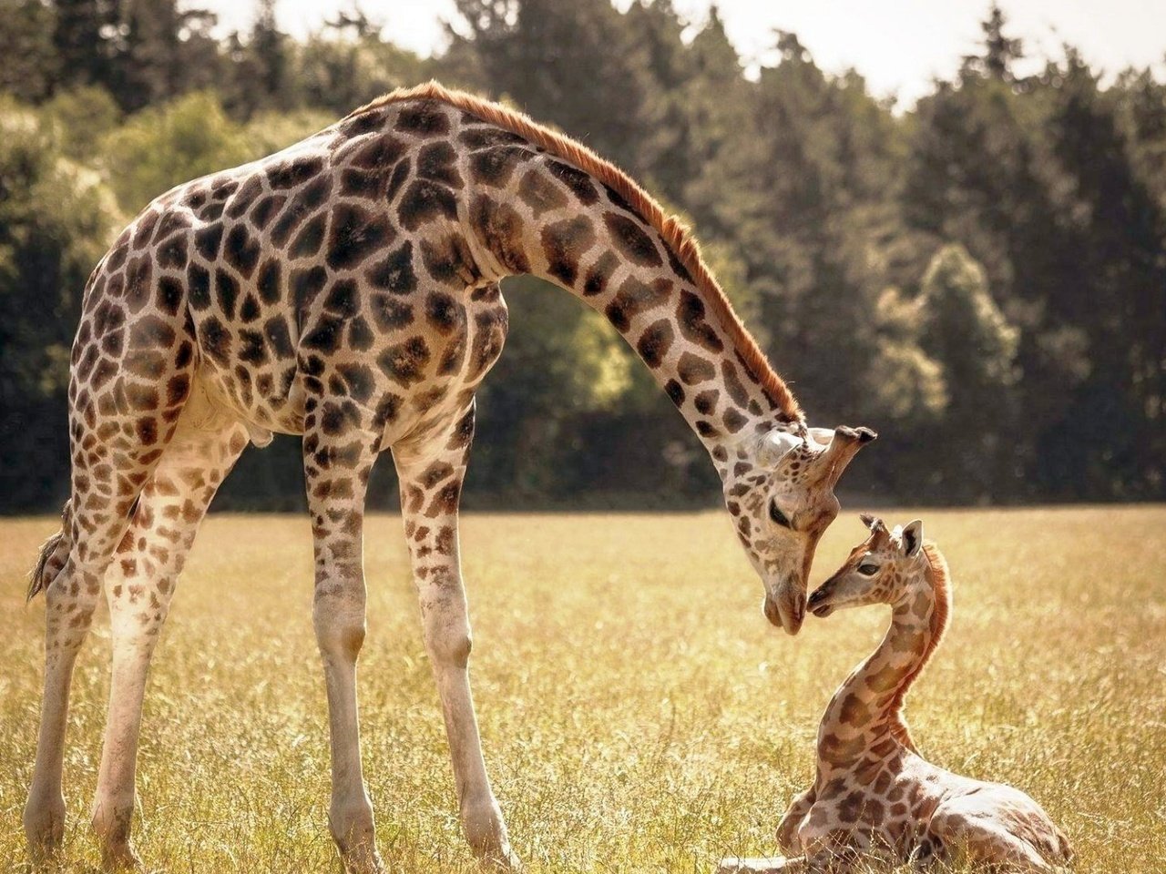 Обои трава, деревья, жираф, жирафы, детеныш, grass, trees, giraffe, giraffes, cub разрешение 1920x1080 Загрузить