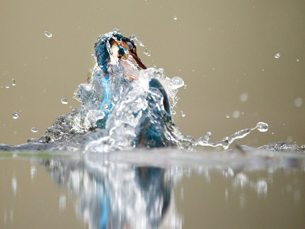 Обои вода, отражение, капли, брызги, птица, зимородок, water, reflection, drops, squirt, bird, kingfisher разрешение 2048x1366 Загрузить