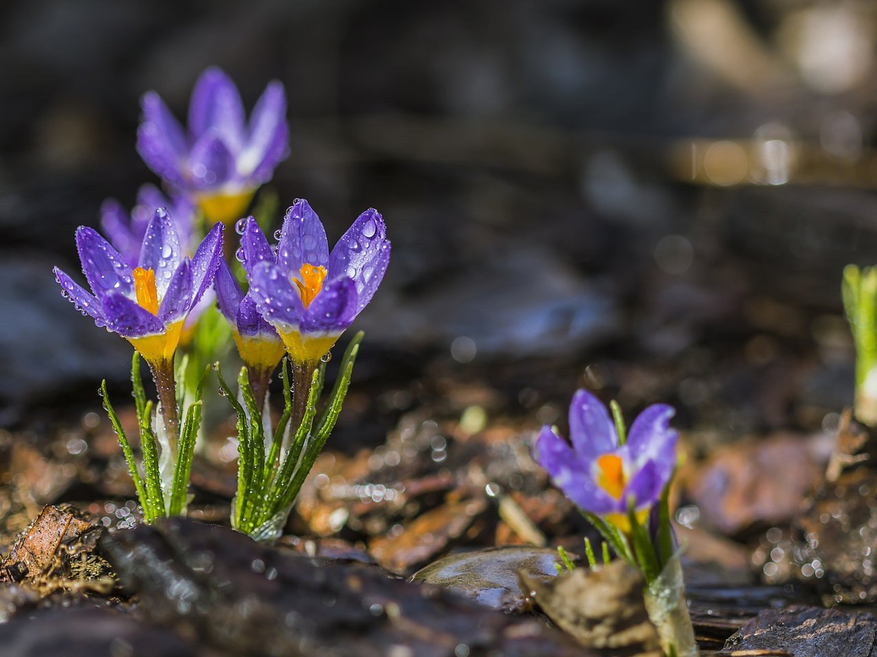 Обои цветы, капли, лепестки, весна, крокусы, flowers, drops, petals, spring, crocuses разрешение 1920x1200 Загрузить