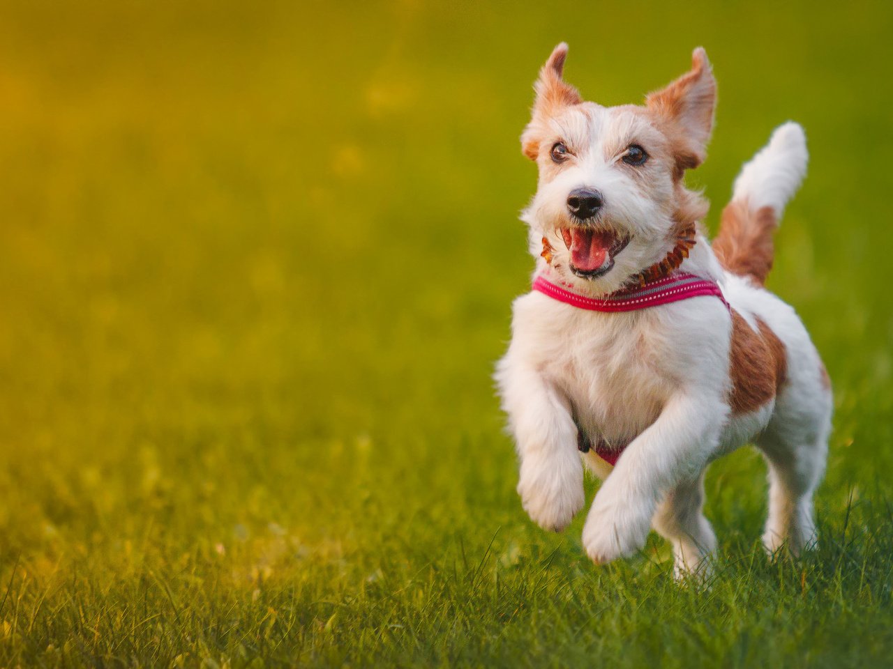 Обои трава, собака, прогулка, джек-рассел-терьер, grass, dog, walk, jack russell terrier разрешение 2048x1152 Загрузить