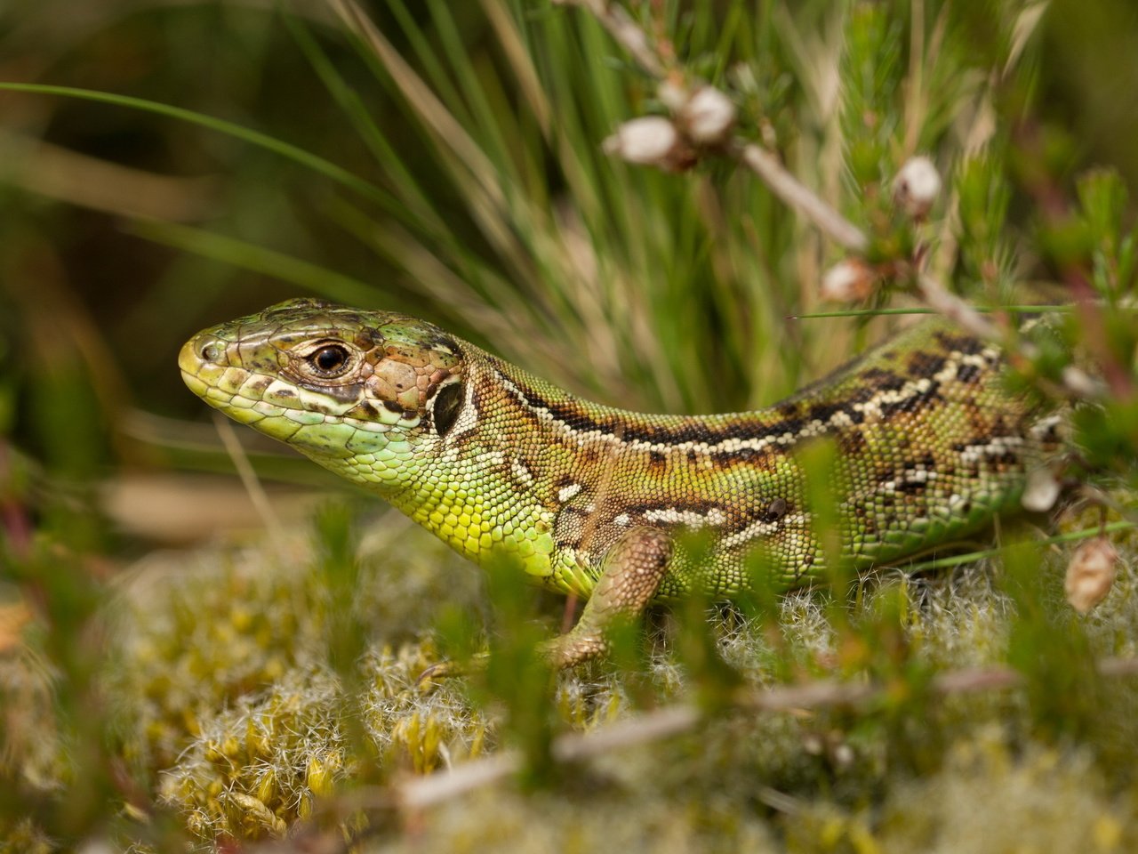 Обои природа, растения, фон, ящерица, рептилия, nature, plants, background, lizard, reptile разрешение 2560x1600 Загрузить