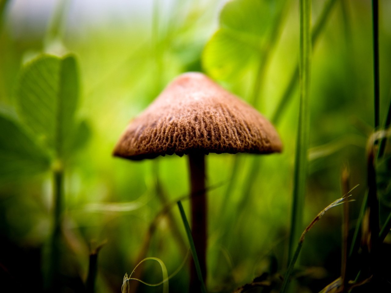 Обои трава, растения, гриб, шляпка, ножка, grass, plants, mushroom, hat, leg разрешение 2560x1600 Загрузить