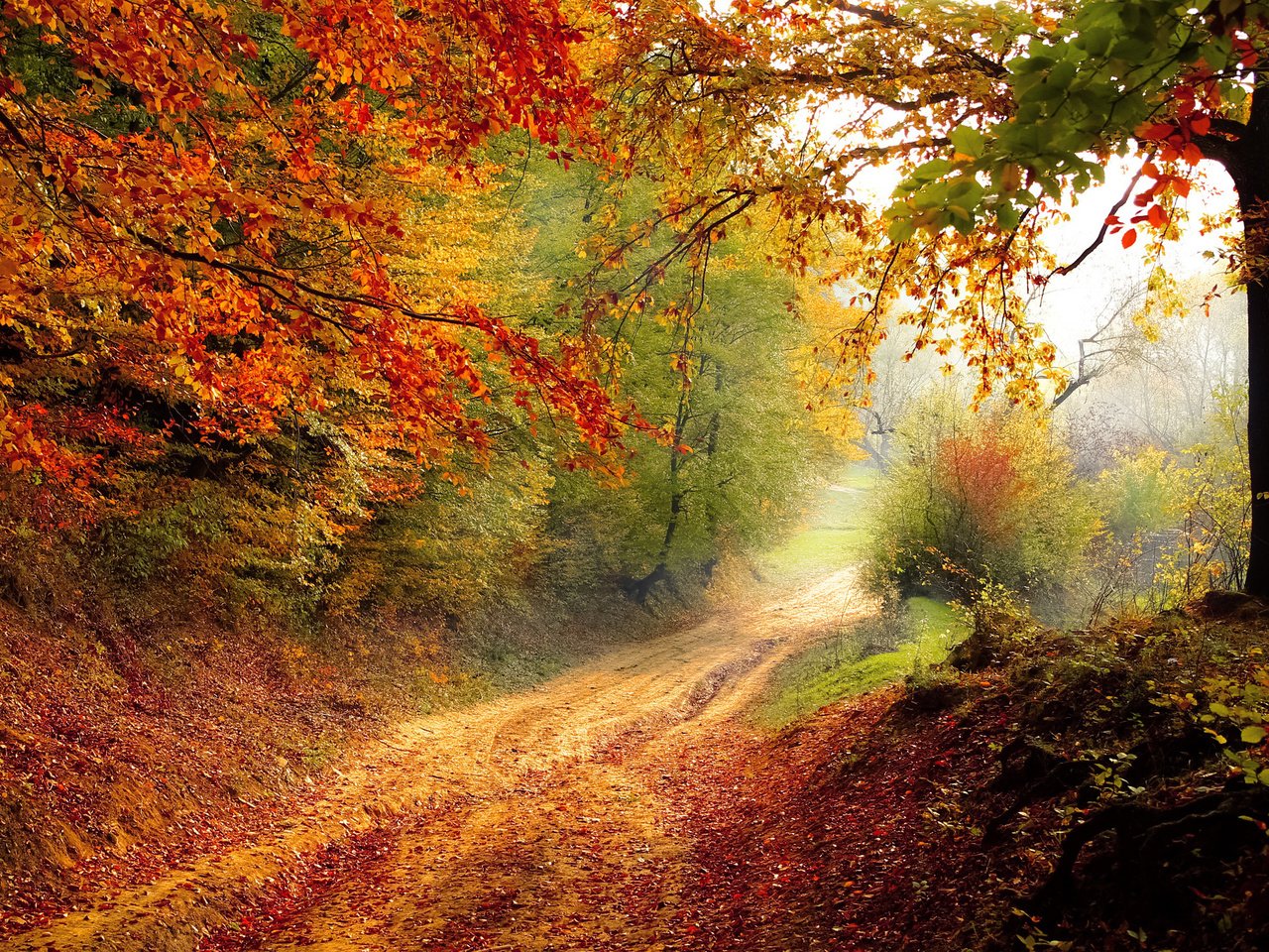 Обои свет, осень, дорога, деревья, природа, лес, пейзаж, утро, туман, light, autumn, road, trees, nature, forest, landscape, morning, fog разрешение 2880x1800 Загрузить