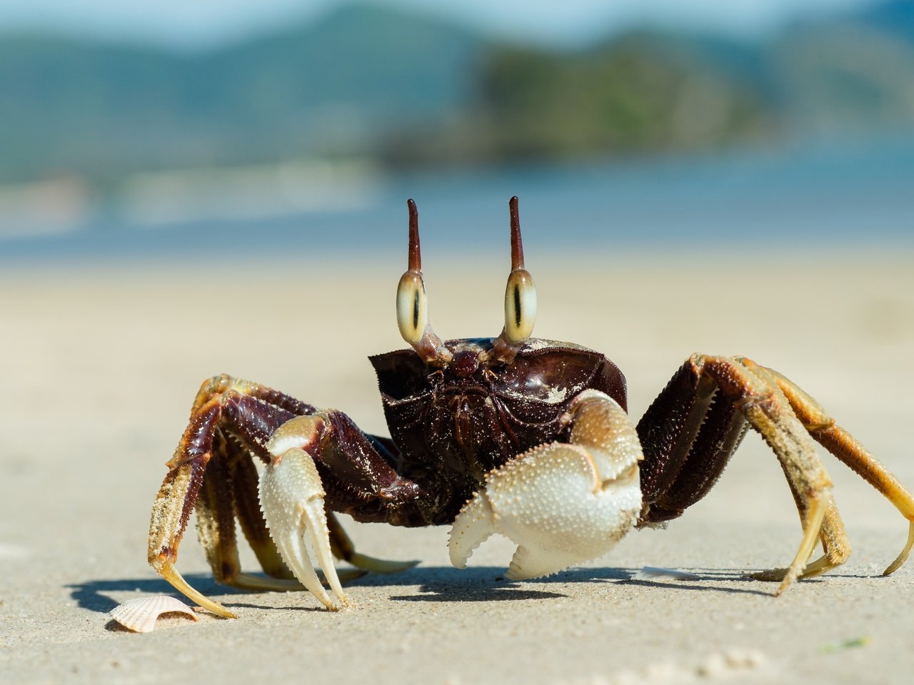 Обои песок, пляж, краб, клешни, sand, beach, crab, claws разрешение 5659x3777 Загрузить