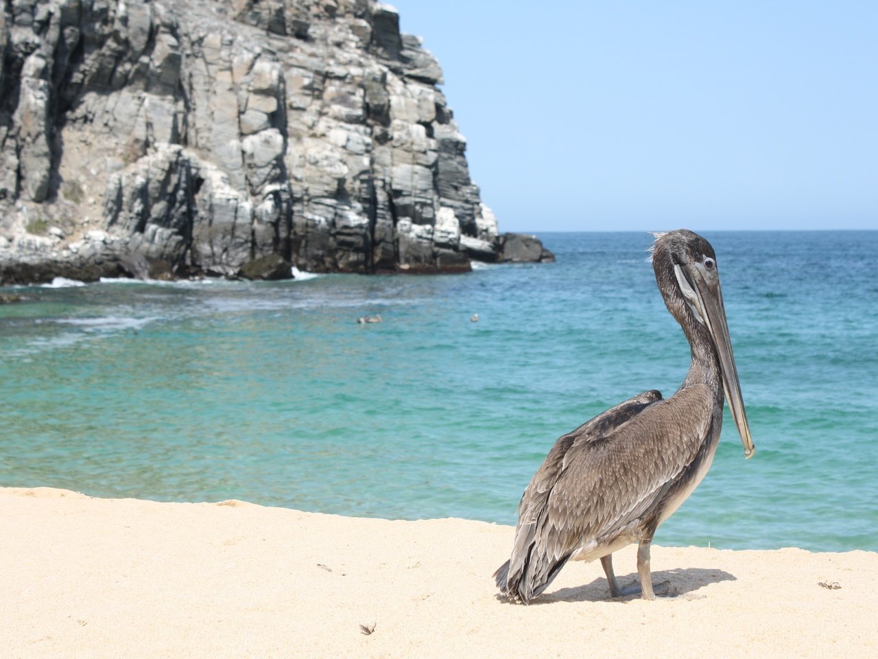 Обои скалы, море, песок, пляж, побережье, птица, клюв, пеликан, rocks, sea, sand, beach, coast, bird, beak, pelican разрешение 2816x1880 Загрузить