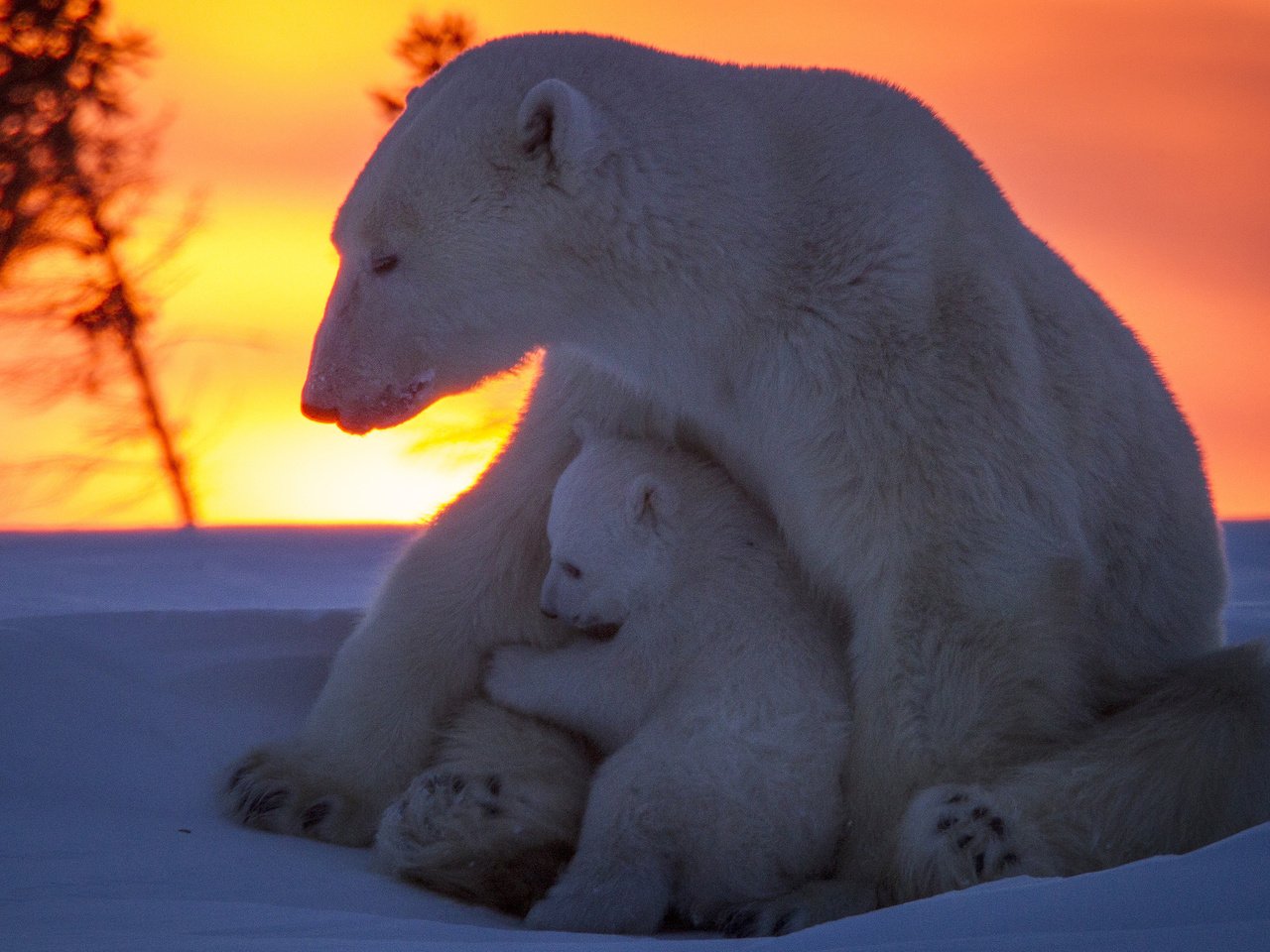 Обои снег, закат, медведи, белый медведь, медвежонок, медведица, snow, sunset, bears, polar bear, bear разрешение 3500x2412 Загрузить