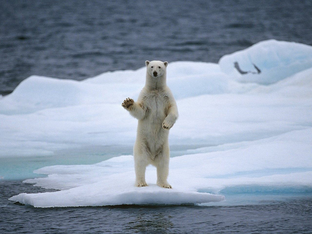 Обои вода, медведь, белый медведь, льдина, water, bear, polar bear, floe разрешение 2560x1536 Загрузить