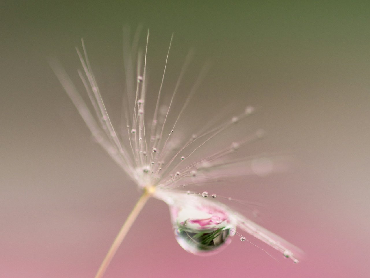 Обои природа, отражение, капли, пушинка, былинка, nature, reflection, drops, fluff, blade of grass разрешение 3600x2297 Загрузить