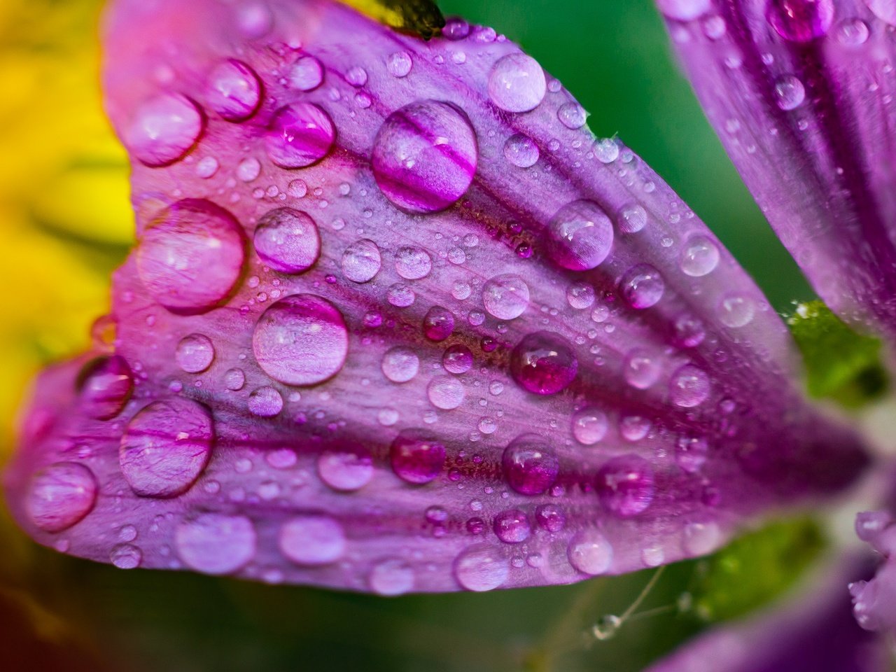 Обои макро, цветок, роса, капли, лепесток, macro, flower, rosa, drops, petal разрешение 2000x1333 Загрузить