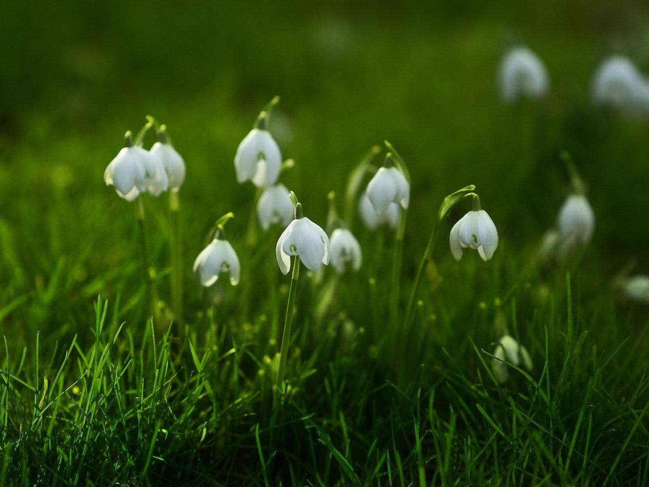 Обои цветы, трава, природа, фон, весна, подснежники, flowers, grass, nature, background, spring, snowdrops разрешение 1920x1200 Загрузить