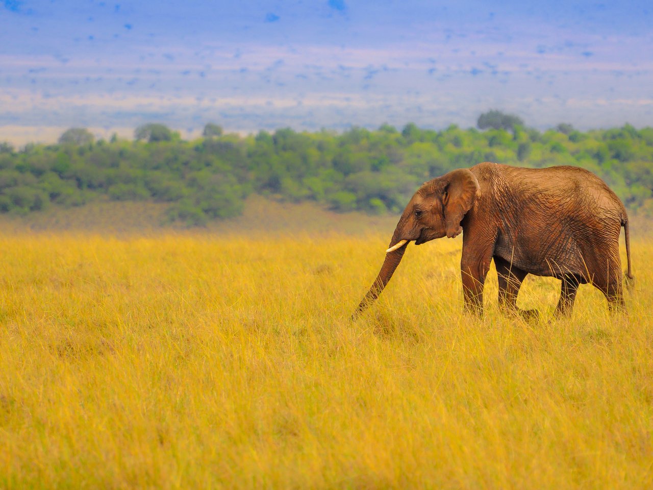 Обои слон, африка, саванна, хобот, elephant, africa, savannah, trunk разрешение 2048x1430 Загрузить