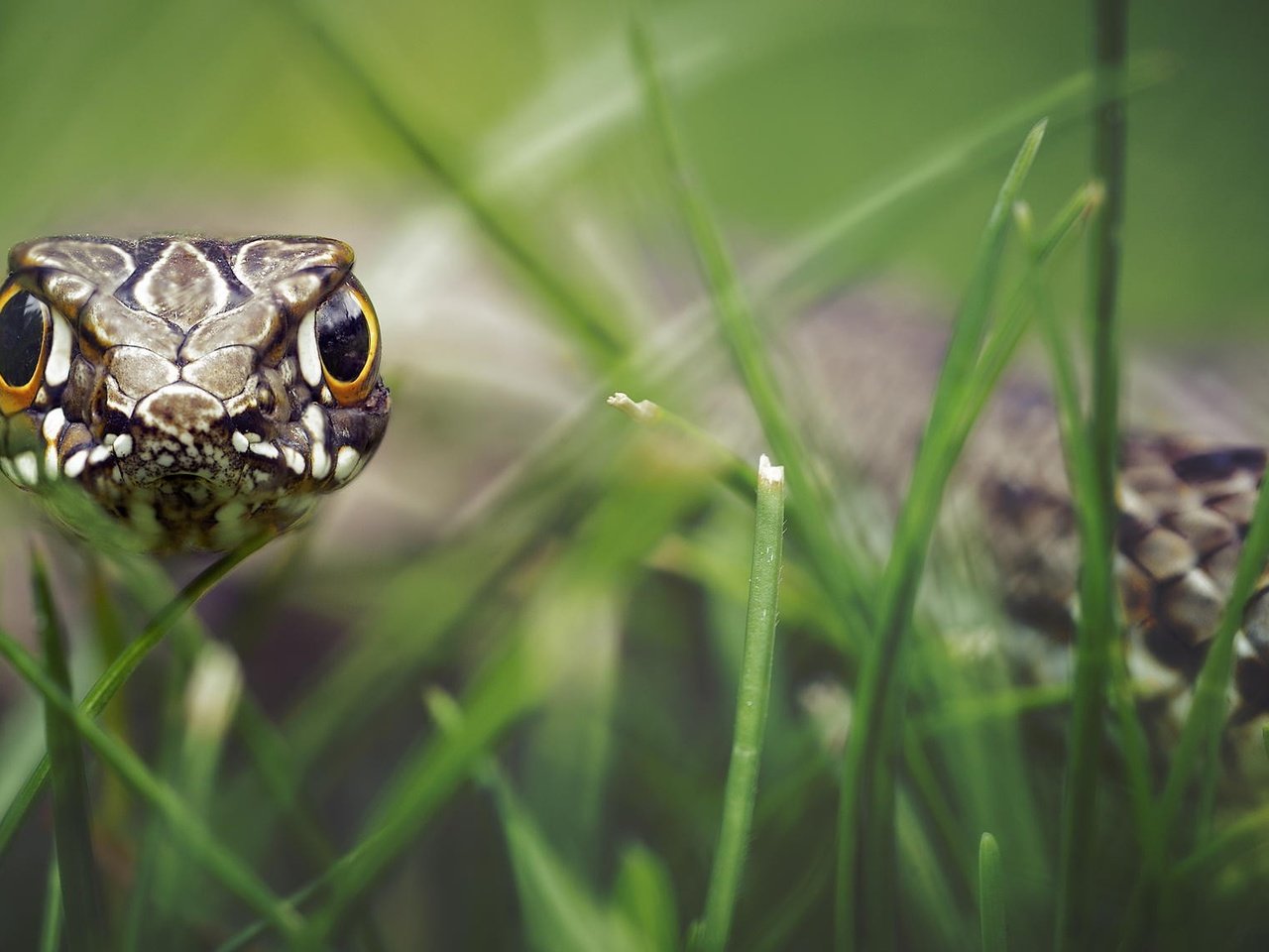 Обои трава, взгляд, змея, рептилия, боке, гипноз, grass, look, snake, reptile, bokeh, hypnosis разрешение 2048x1137 Загрузить