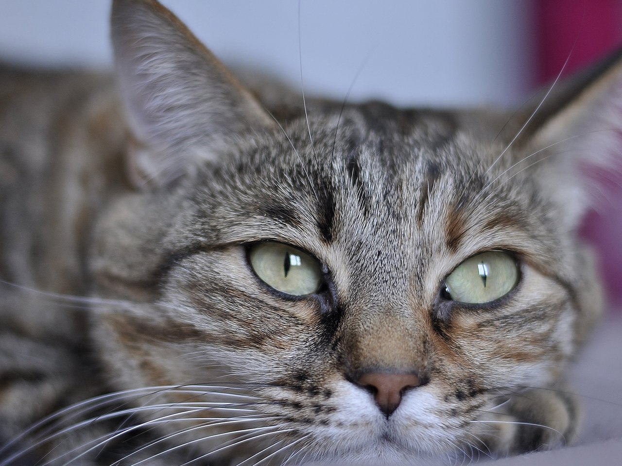 Обои глаза, фон, кот, усы, кошка, взгляд, eyes, background, cat, mustache, look разрешение 2880x1800 Загрузить