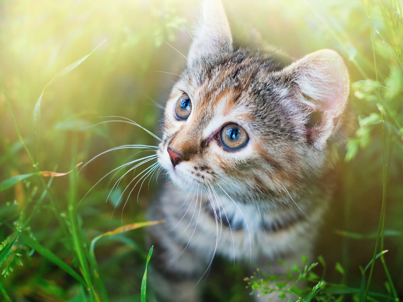 Обои глаза, трава, мордочка, усы, кошка, взгляд, котенок, спу, eyes, grass, muzzle, mustache, cat, look, kitty, spu разрешение 1920x1200 Загрузить