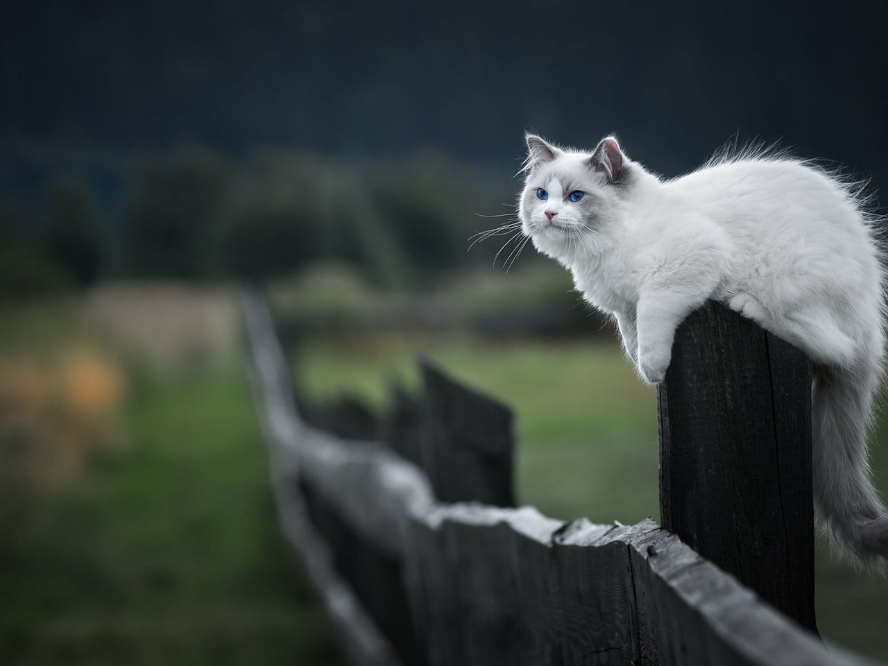 Обои кот, мордочка, усы, кошка, взгляд, забор, котенок, cat, muzzle, mustache, look, the fence, kitty разрешение 1920x1200 Загрузить