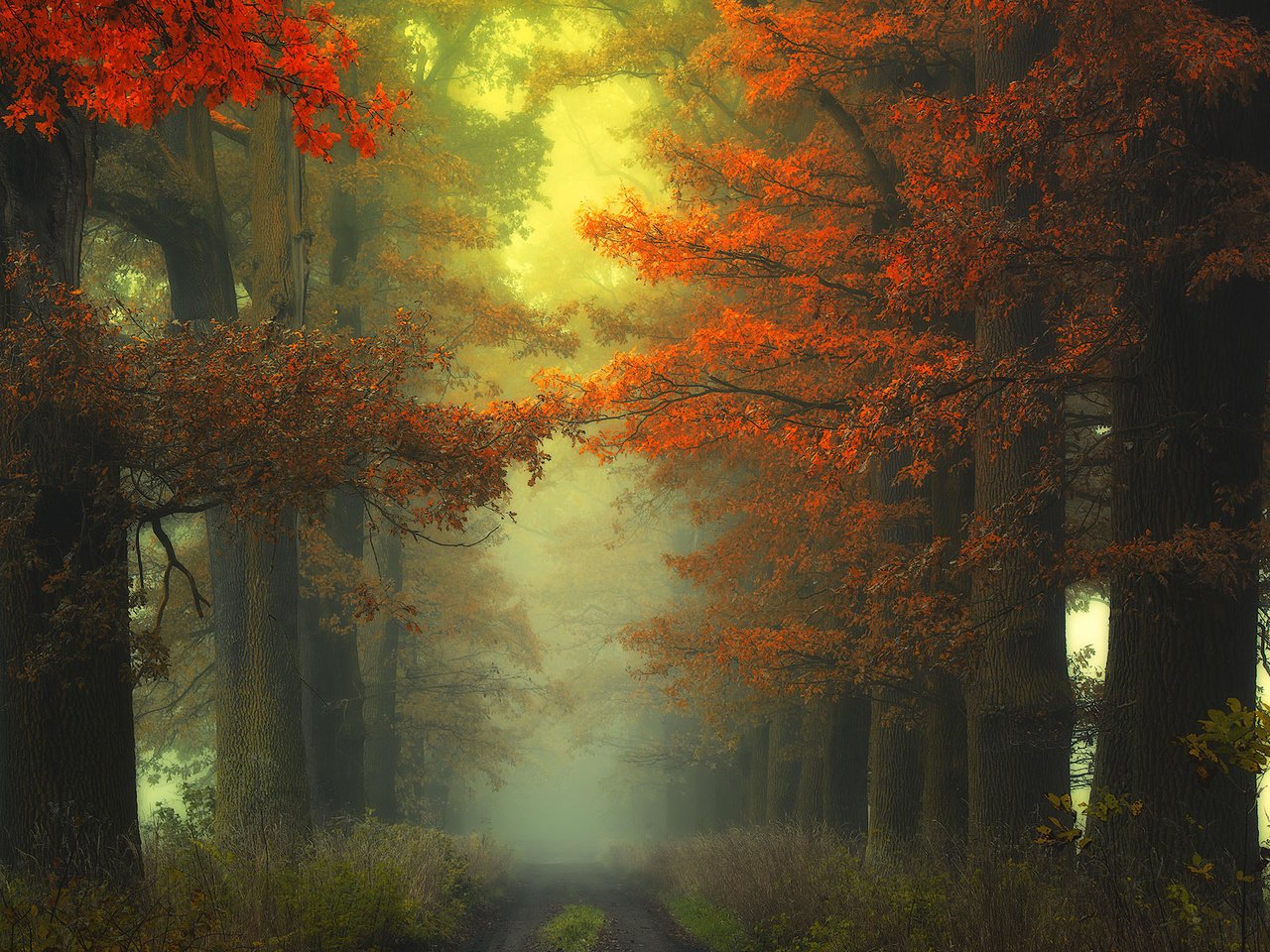 Обои дорога, деревья, природа, лес, туман, осень, road, trees, nature, forest, fog, autumn разрешение 1920x1200 Загрузить