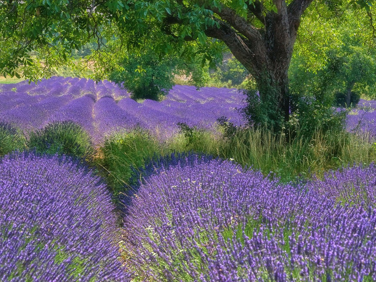Обои цветы, дерево, поле, лаванда, flowers, tree, field, lavender разрешение 1920x1200 Загрузить