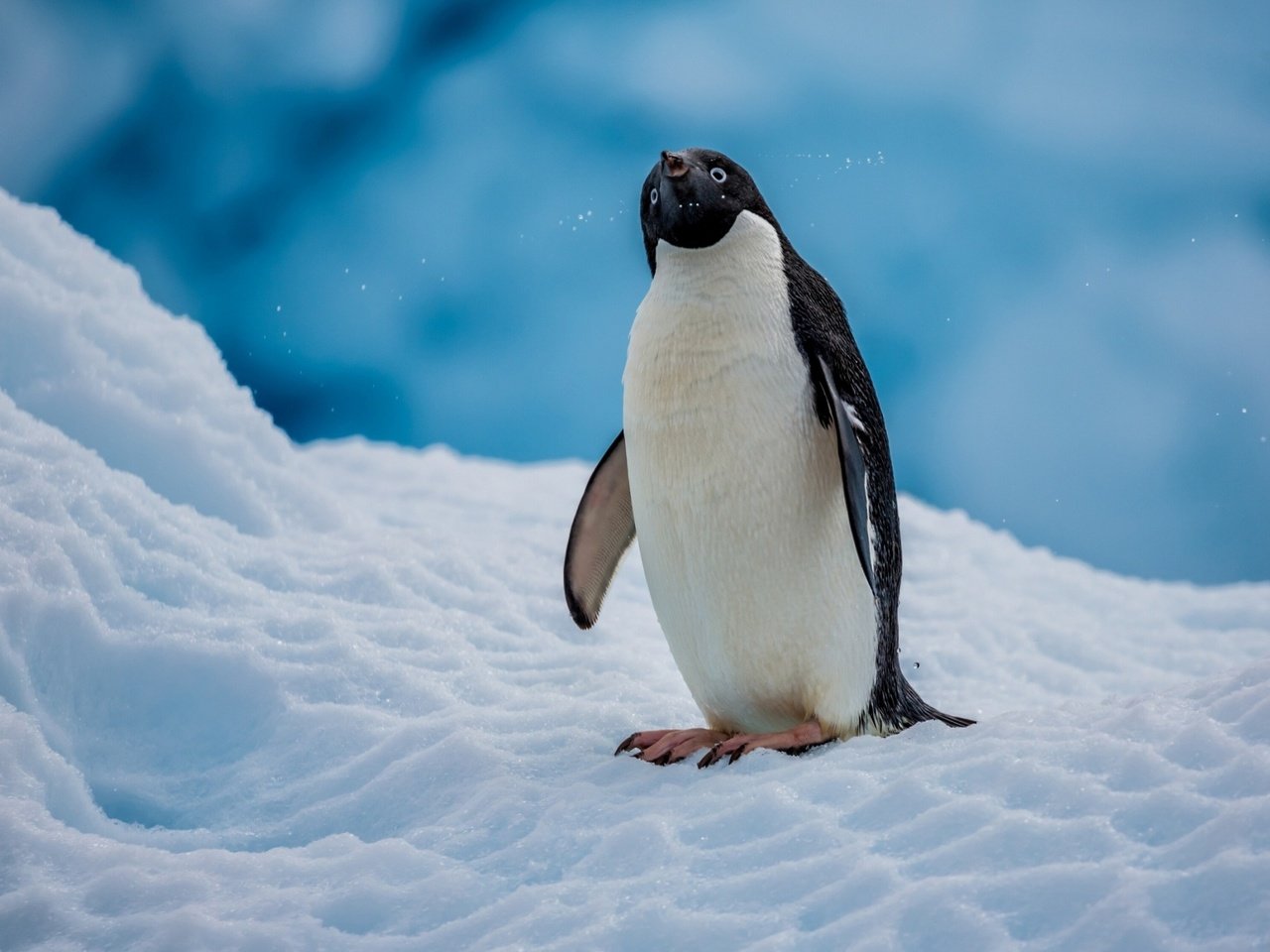 Обои снег, птица, пингвин, антарктида, пингвин адели, snow, bird, penguin, antarctica, penguin adelie разрешение 2560x1600 Загрузить