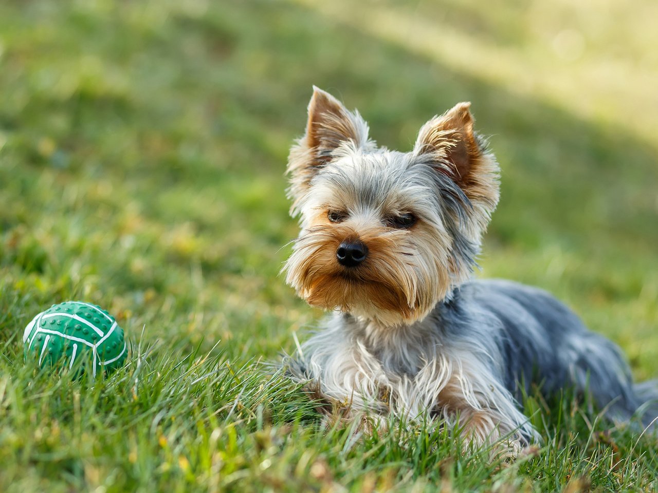 Обои трава, собака, мячик, йорк, йоркширский терьер, artush, grass, dog, the ball, york, yorkshire terrier разрешение 1920x1200 Загрузить