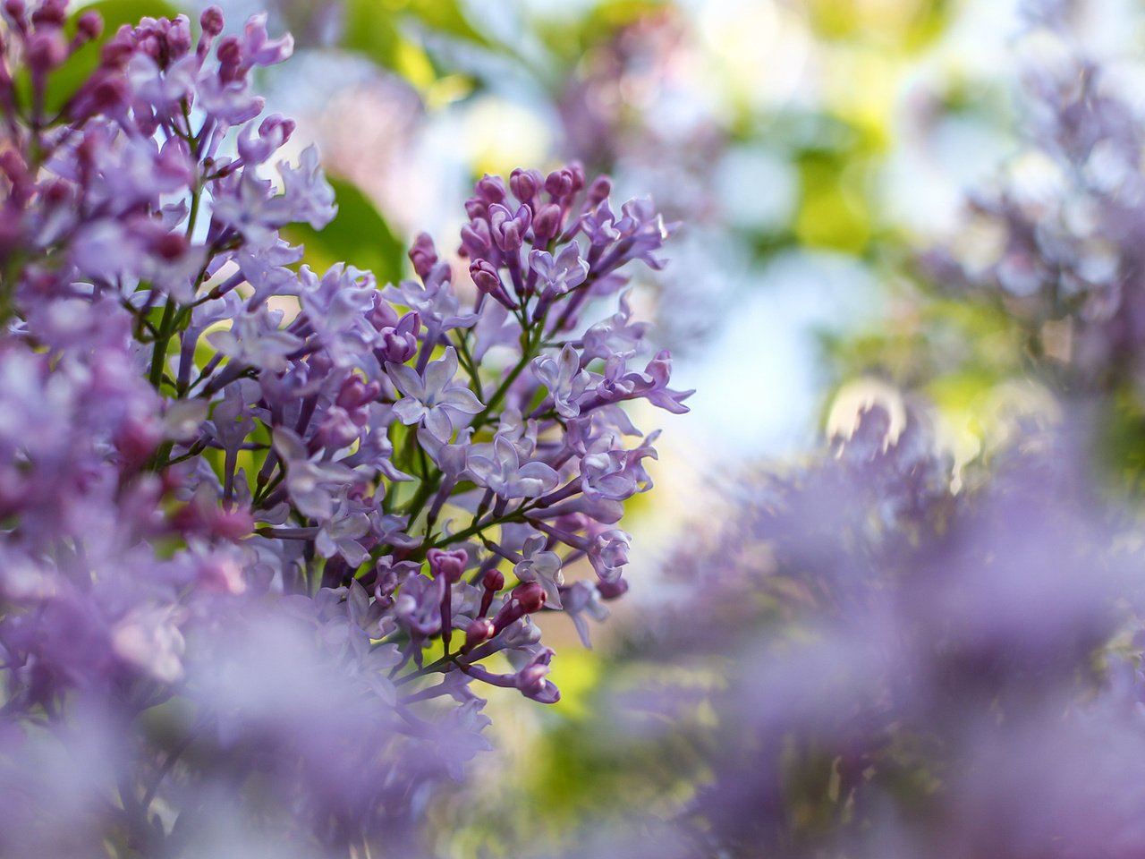 Обои цветы, цветение, ветки, размытость, весна, сирень, flowers, flowering, branches, blur, spring, lilac разрешение 1920x1200 Загрузить