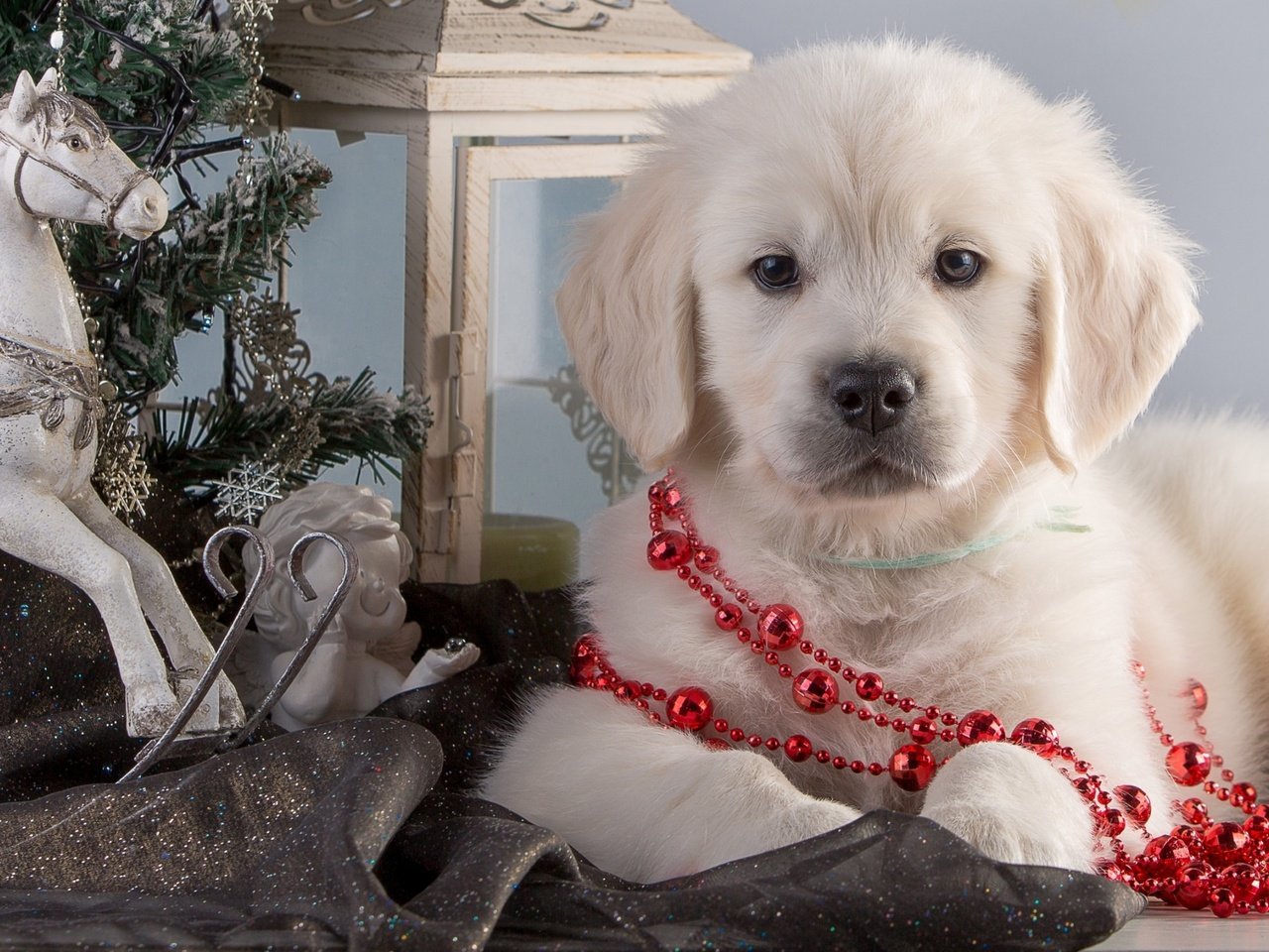 Обои лошадь, елка, собака, щенок, голден ретривер, horse, tree, dog, puppy, golden retriever разрешение 2560x1600 Загрузить